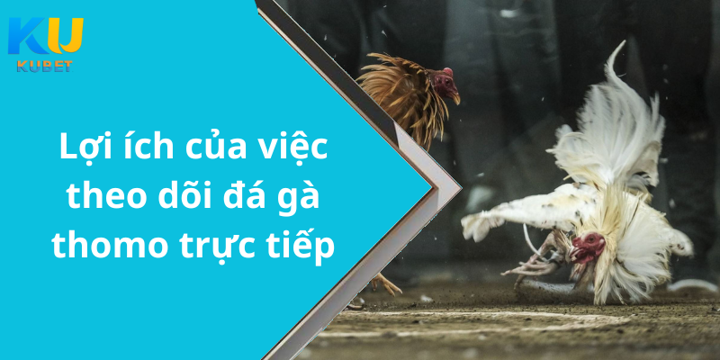 Lợi ích của việc theo dõi đá gà thomo trực tiếp