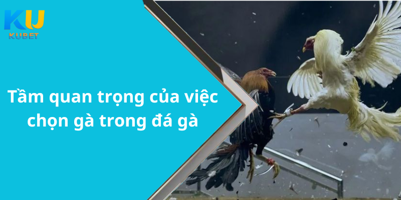 Tầm quan trọng của việc chọn gà trong đá gà