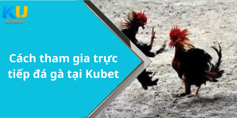 Cách tham gia trực tiếp đá gà tại Kubet