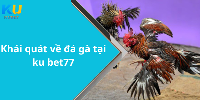 Khái quát về đá gà tại ku bet77