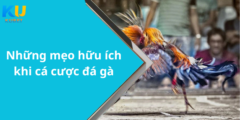 Những mẹo hữu ích khi cá cược đá gà