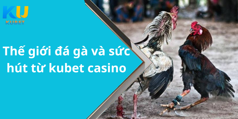 Thế giới đá gà và sức hút từ kubet casino